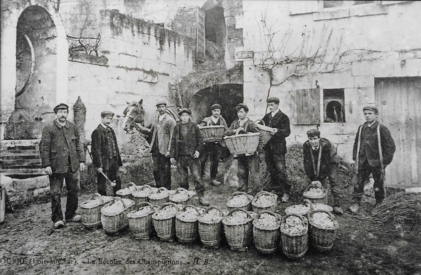 Ancienne photographie des travailleurs aux caves champignonnières de Bourré