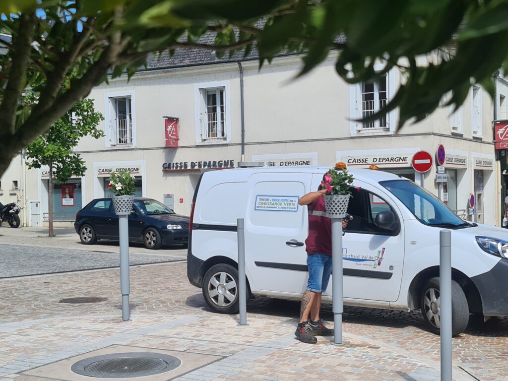 Plantation de dipladenias dans les chapotelets de Montrichard